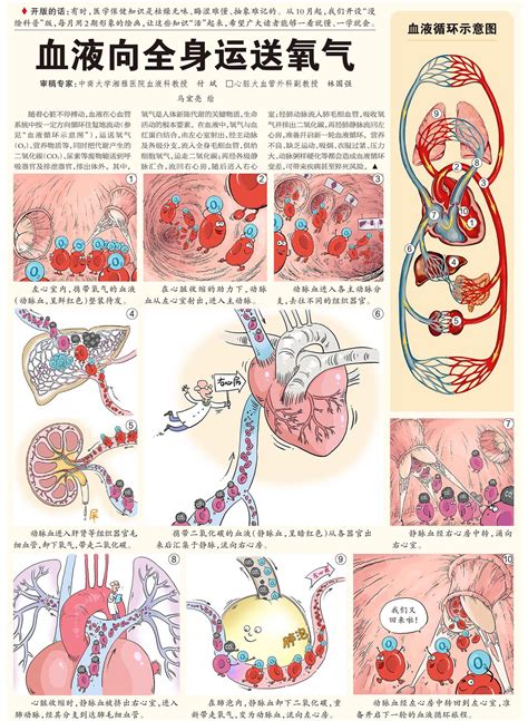 血液循环简图|血液循环图